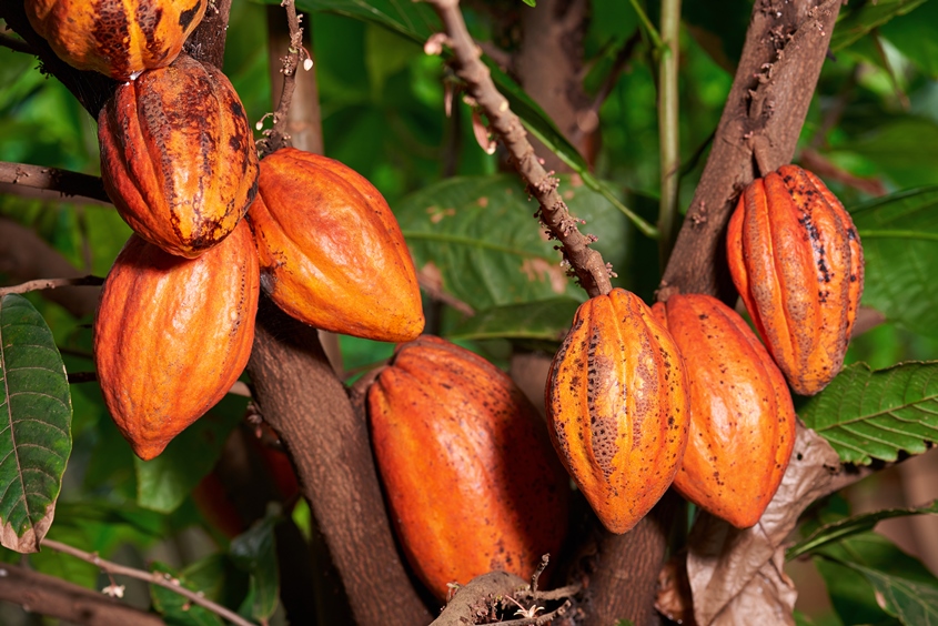 Renacimiento del sector del cacao en Trinidad y Tabago