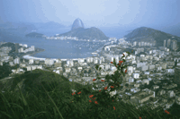 La Convention sur la diversité biologique (CBD) a été conclue au Sommet "planète Terre" qui s’est tenu en 1992 à Rio de Janeiro, Brésil. (Photos.com)