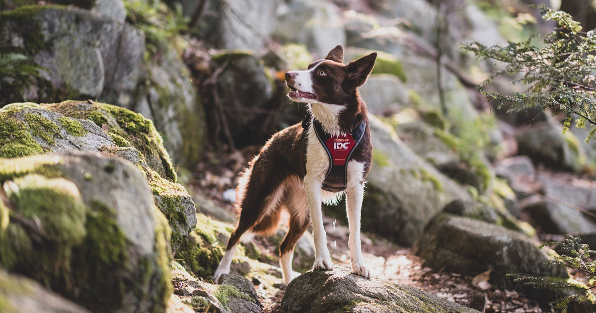 Julius K-9®社: 愛犬家のニーズに応えるイノベーションおよび意匠の利用 Julius K-9®社: 愛犬家のニーズに応えるイノベーションおよび意匠の利用